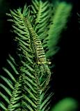 10 Featherstar Shrimp
